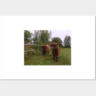 Scottish Highland Cattle Calves 1543 Posters and Art